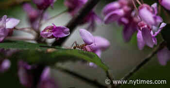 Inside the Scramble to Make a Half-Million Ants Feel at Home