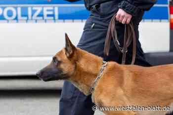 Prügelei in Bünde: 19-Jähriger durch Polizeihund verletzt