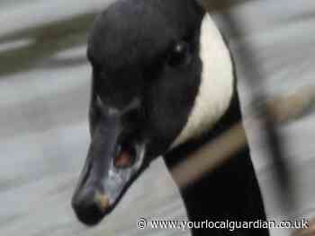 Birds shot with one left dead in Beddington Park