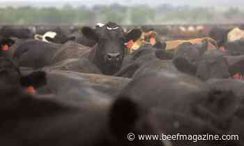 Bion and Dakota Valley Growers announce sustainable beef project