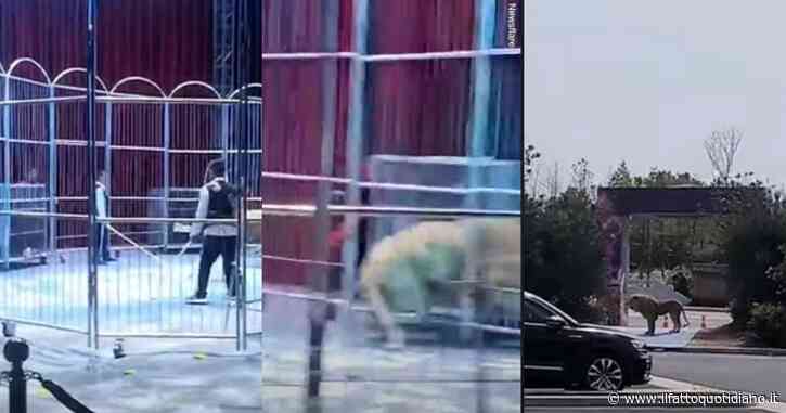 Terrore al circo, leoni trovano uno spiraglio nella gabbia e scappano per sfuggire alle frustate del domatore – VIDEO