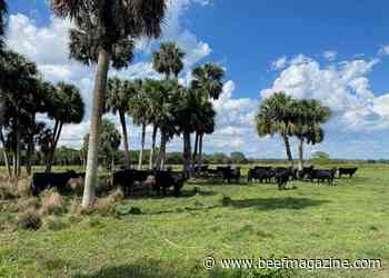 The rich legacy of the Florida beef cattle industry