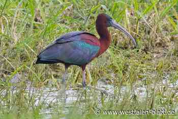 Hobbyfotograf aus Bünde gelingt seltene Aufnahme vom Braunen Sichler
