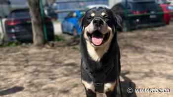 Max, Toronto dog found abandoned with note pleading for help, has a new family