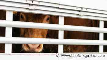 Get rid of right cattle at right time