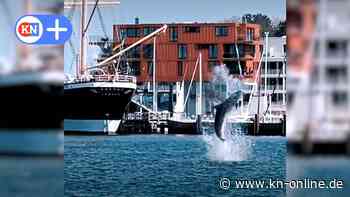 Delfin in Lübecker Bucht: „Delle“ springt in Travemünde
