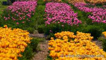 Farm Behind Popular Illinois Tulip Festival Announces Opening Date