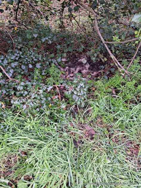 Local badger stolen from resting place! Ella Somerset RoseberySchool