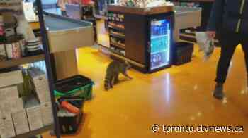 Raccoon spotted inside major Toronto grocery store