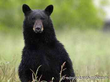 Bear attack kills dog in Jasper National Park: Parks Canada