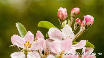 Obstbäumchen soll am Balkon blühen? Was Sie dafür benötigen