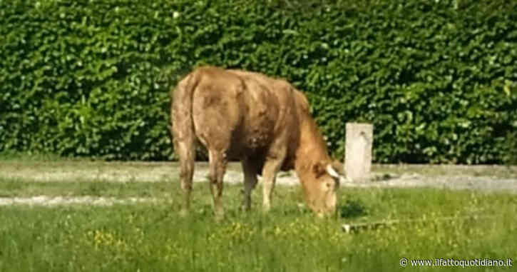 India, fa pipì sui binari: travolto da una mucca “volante” investita da un treno. 82enne muore sul colpo