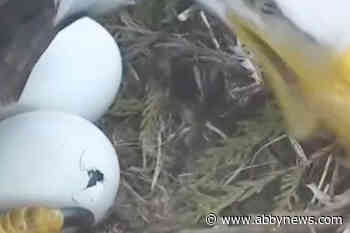 Egg watch: Baby bald eaglet hatches in B.C. nest