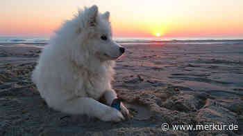 Top Ten: Das sind die teuersten Hunderassen der Welt