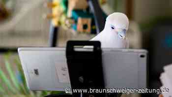 "Digitale Freunde": Einsame Papageien nutzen FaceTime & Co.