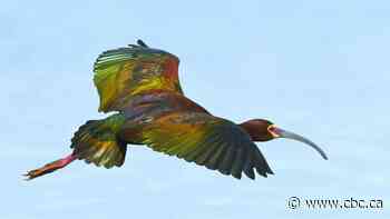 Concern over potential bird deaths nixes solar project in southern Alberta