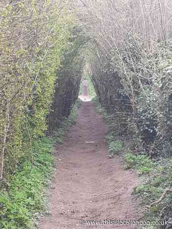 Hiking in school - Tahnee Gangi Reddy Newstead woood school