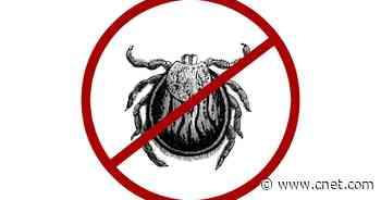 Tick Season Is Back. Here's How to Remove Ticks From Your Pets     - CNET