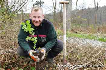 Alte Elsbeere aus Nörde hat viele Nachkommen