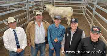 Scone Speckle Park sale tops at $16,000
