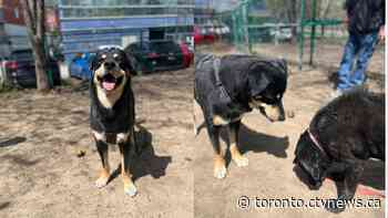 Toronto dog abandoned with handwritten note has new home