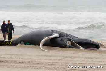 Panel: Climate Change, Not Wind Prep, Is Threat to Whales