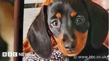 Puppy stolen from girl in her garden has been found, say police