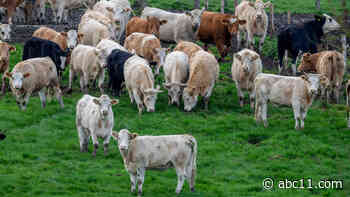 Texas authorities investigate mysterious cases of dead, mutilated cows