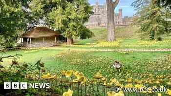 Lowther Castle 15,000 ceramic daffodils installation open