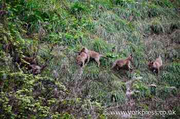 Fox cubs spotted near York Bar Walls in city centre