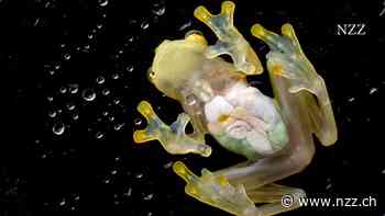 BILDSTRECKE - Ein durchsichtiger Frosch und ein Mikrochip voller Bienen – Bilder aus der Wissenschaft