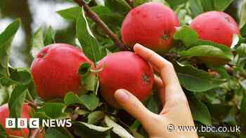Fruit producers turn to nets for better crops