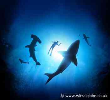 See sharks like you've never seen them before at Chester Zoo