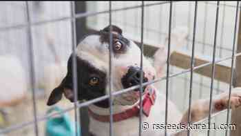 Animal rescues in desperate need of foster homes