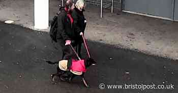 Boy hospitalised after being bitten by a dog near Greville Smyth Park