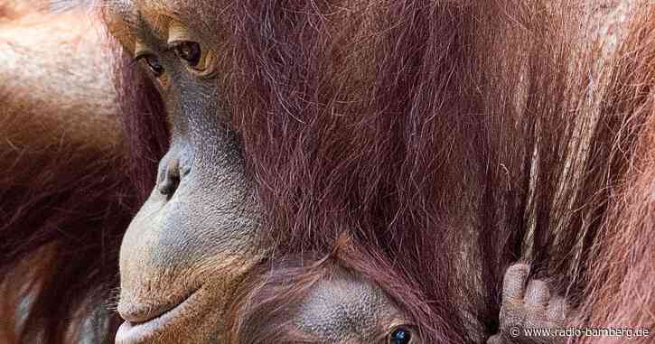 Jüngstes Orang-Utan-Mädchen im Rostocker Zoo heißt Khaleesi