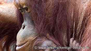 Jüngstes Orang-Utan-Mädchen im Rostocker Zoo heißt Khaleesi