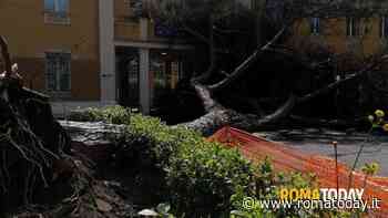 Tragedia sfiorata: grosso pino crolla davanti all'università Roma Tre