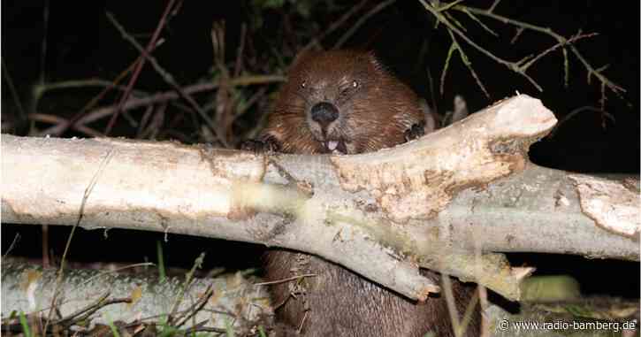 Vorsicht Biber! Hunde an die Leine!