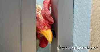 'It's really heartwarming': DuPage County roosters finding new homes