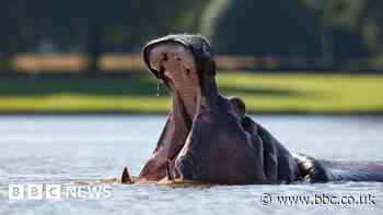 Longleat safari park's beloved hippo will be greatly missed