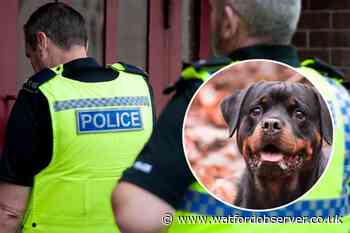 Man sentenced after dog 'almost died' in car in South Mimms