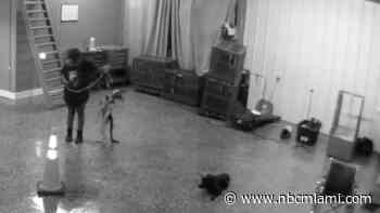 Dog Trainer Arrested After Surveillance Video Shows Alleged Animal Cruelty in Palm Beach County