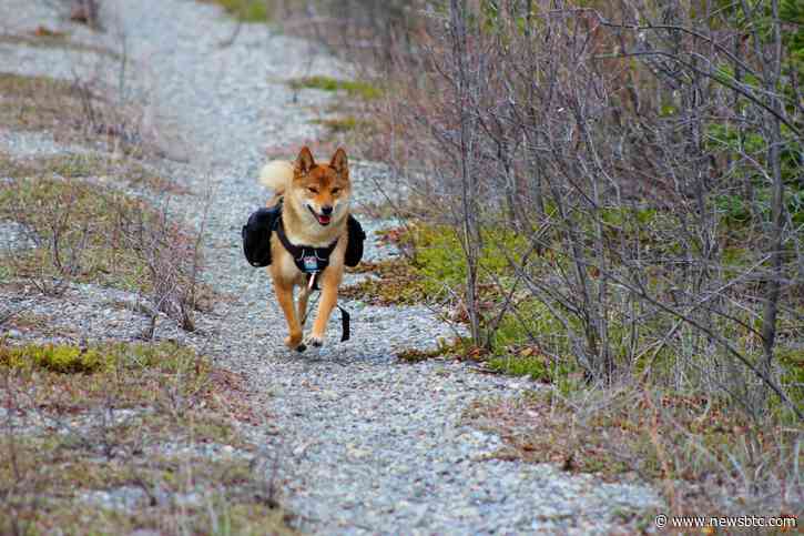 Shiba Inu Lead Dev Touts “Go Mode”, Will Price Follow?