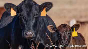 U.S. beef cow herd faces several challenges as it rebuilds from drought