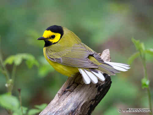 Peak bird migration underway in Central Texas