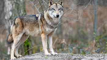 Immer mehr Wolfsrisse – Wolfsburger Abgeordnete äußert sich