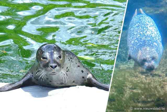 Verhuis zeehonden uit Antwerpse Zoo nakend: “De reispapieren van Mamy, Queeny, Sweety en Nath zijn bijna in orde”