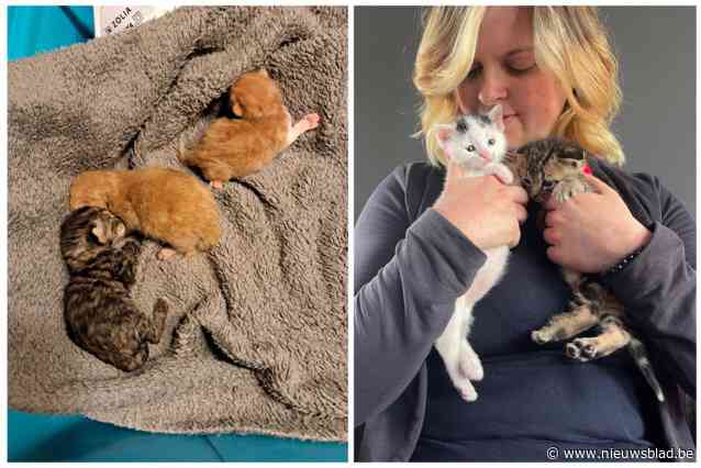“Plots snakten ze naar adem,  ik kon niks meer doen”: onthaalmama Shauni ging tot uiterste om gedumpte kittens nog te redden