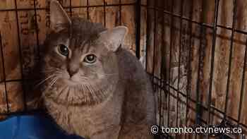 135 cats rescued after being found in Toronto home
